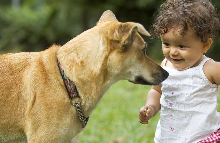 nina-perro
