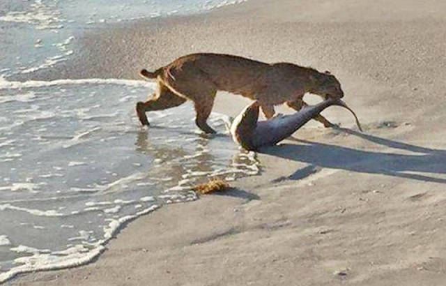 lince_tiburon_florida-movil