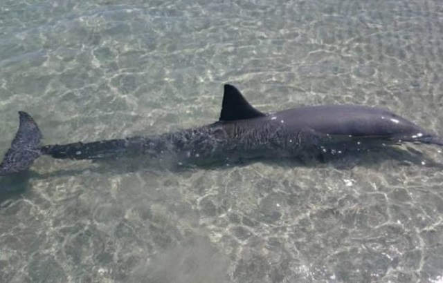 delfines_varados_bcs