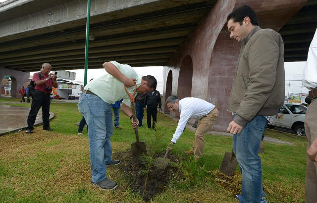 reforestacion (14)