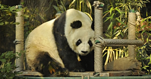 Primera-pareja-pandas-gigantes-lleg-1998748