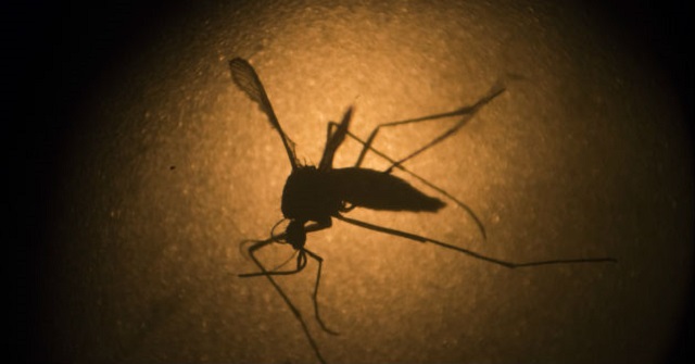Mosquito-del-zika-2019639