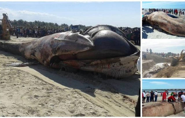 ballena