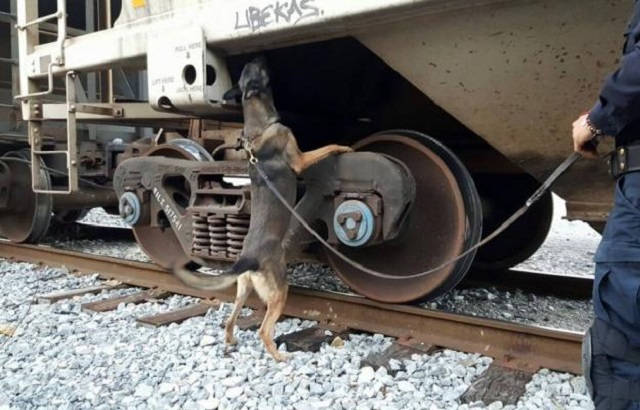 perrito_tren