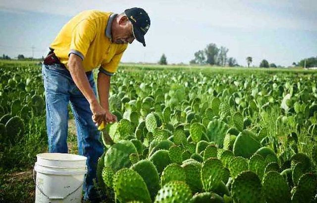 nopal