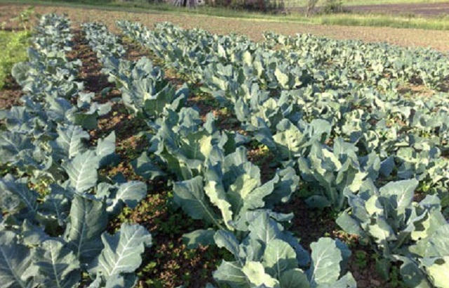 IMG_2800