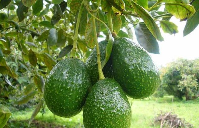 aguacate1