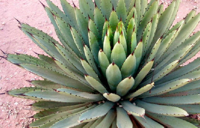 agave2