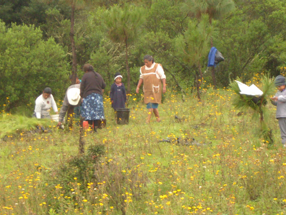 Mujeres-en-reforestación-Paracho-Michoacan