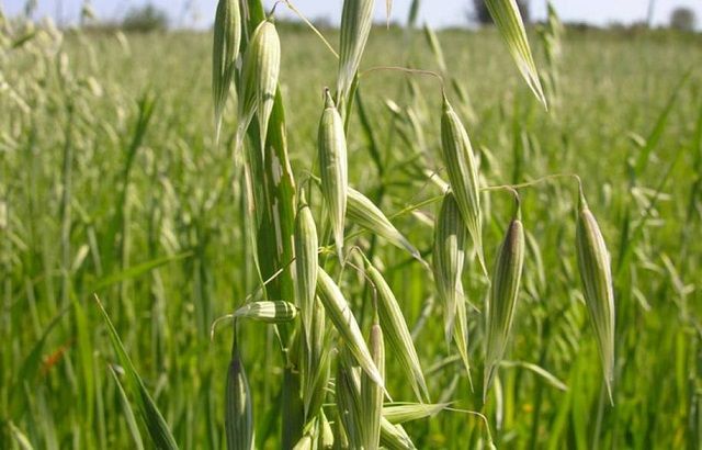 avena001