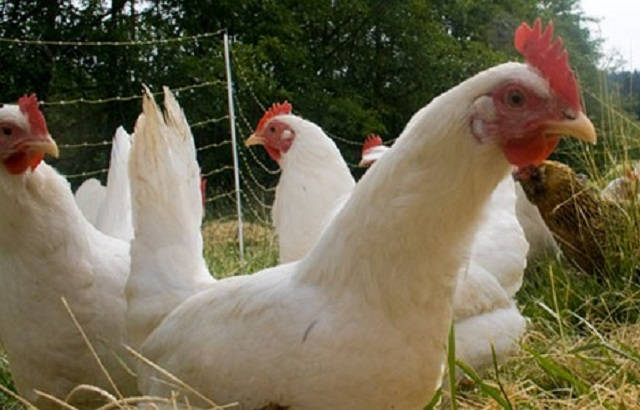 GALLINAS