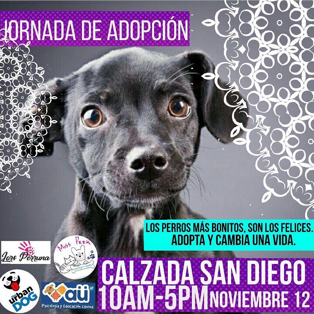 adopción