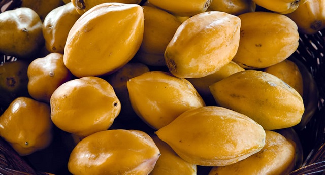 papaya_max_donoso_690