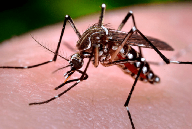 Aedes-aegypti