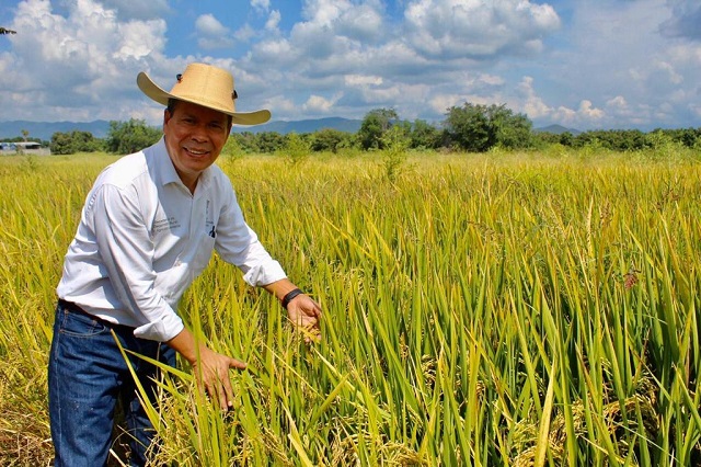 arroz3