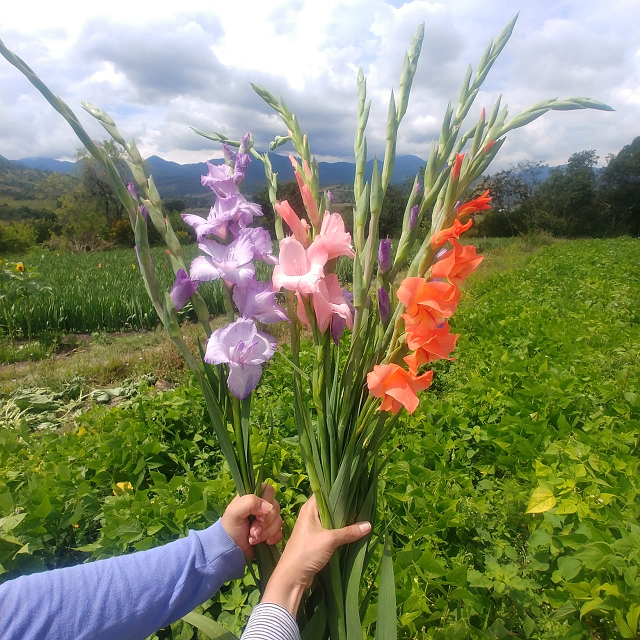 Michoacán, cuarto productor nacional de gladiola: Sedrua | Conlupa