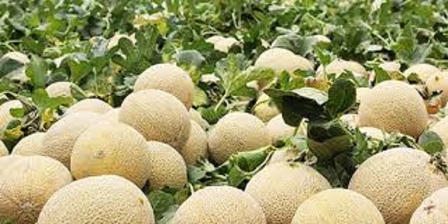 melón1