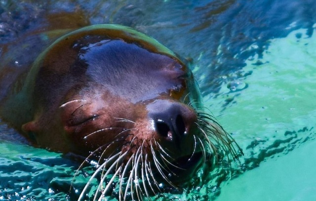 muere-lobo-marino-del-zoologico-de-morelia-112576