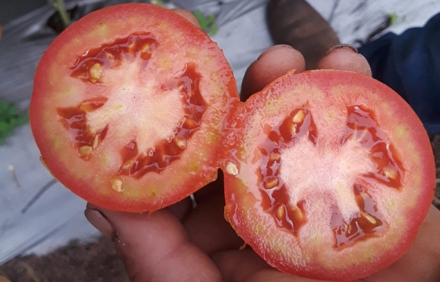 jitos03