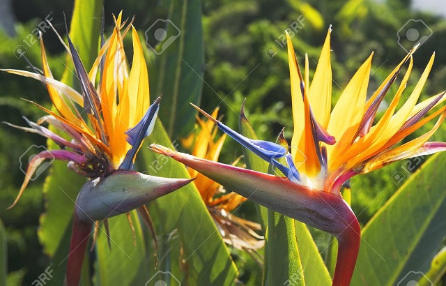 bird of paradise flower (strelitzia reginae)