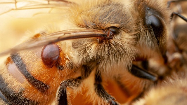 varroa1