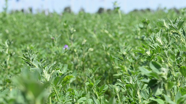 alfalfa4