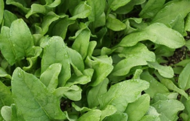 espinaca1