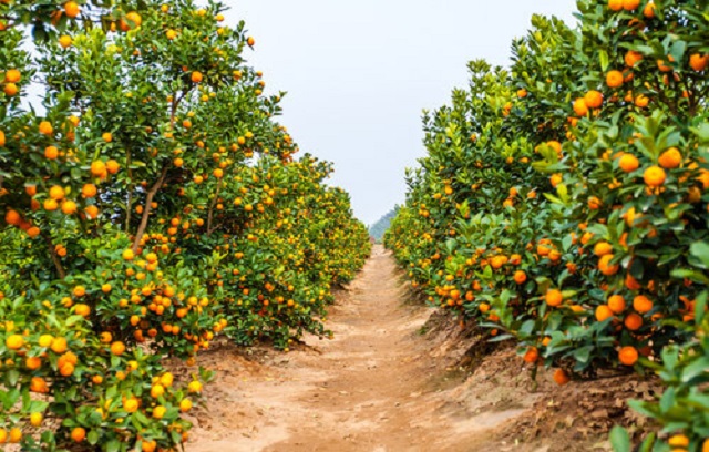 naranja2