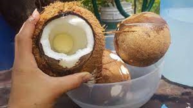 coco1