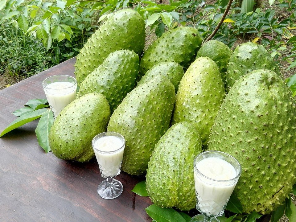 guana4