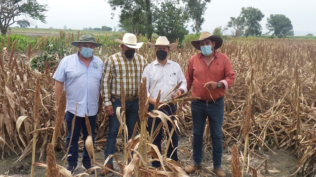 BRISEÑAS1