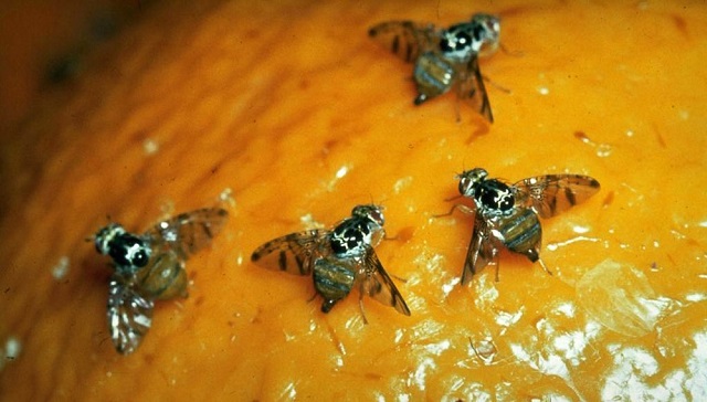 mosca2