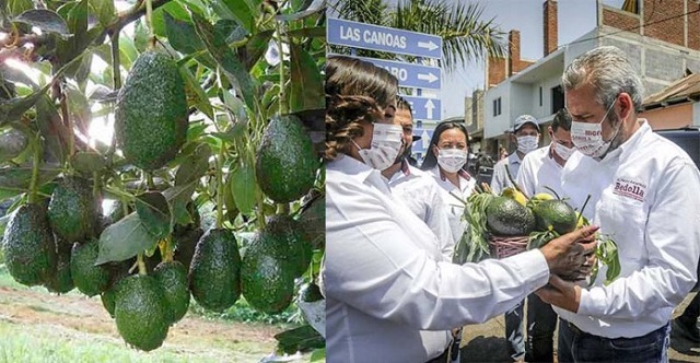 aguacate-michoacano