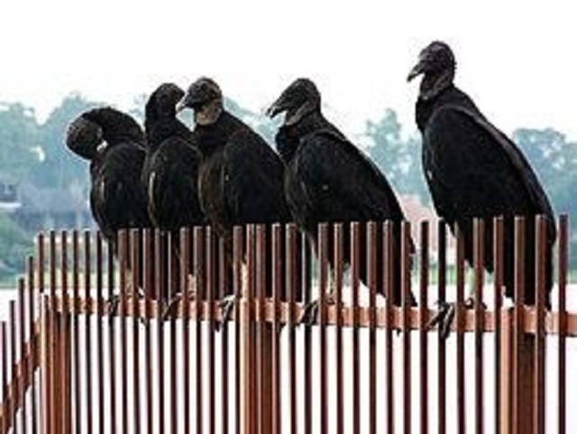 ZOO